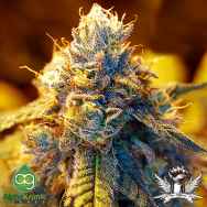 AlphaKronik Genes Seeds Stephen Hawking Kush